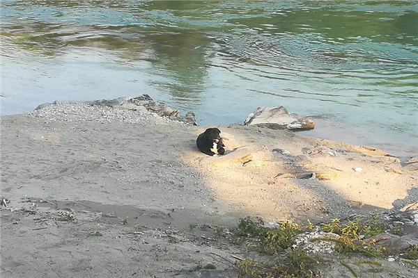 Zlatna plaža kod Gagca